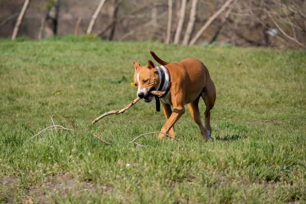 American Staffordshire Terrier in a green grass lawn. Breed American Staffordshire Terrier. Dog on a walk. Puppy