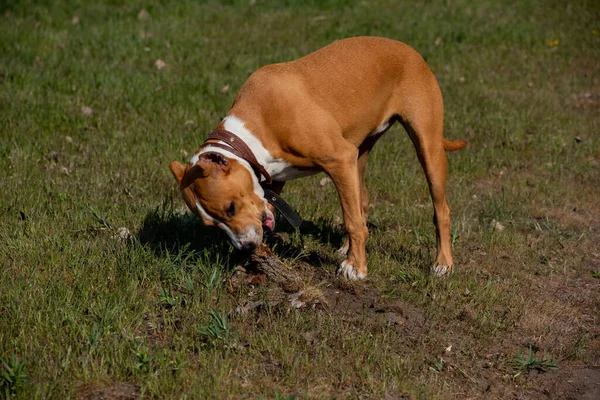 American Staffordshire Terrier Gramado Grama Verde Raça American Staffordshire Terrier — Fotografia de Stock
