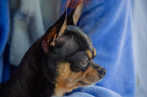 Chica Con Chihuahua Por Ventana Porque Puede Salir Concepto Estilo — Foto de Stock