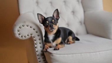 Evcil bir hayvan evde, kanepede oturuyor. Mini Chihuahua cinsi bir koltuk ya da kanepede. İyi yetiştirilmiş safkan bir köpek. Evcil köpek.