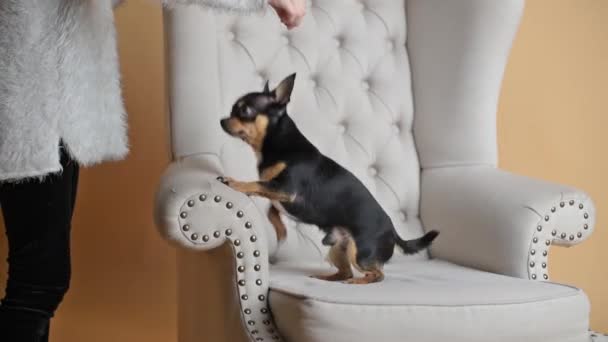 Zwierzątko Siedzi Domu Kanapie Mini Chihuahua Rasa Fotelu Lub Kanapie — Wideo stockowe