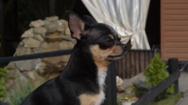 Evcil köpek Chihuahua sokakta yürüyor. Chihuahua köpeği yürüyüşe çıktı. Chihuahua siyah, kahverengi ve beyaz. Sabahın köründe yürüyüşe çıkmış şirin bir köpek yavrusu. Mini cins Chihuahua Pürüzsüz Shorthair