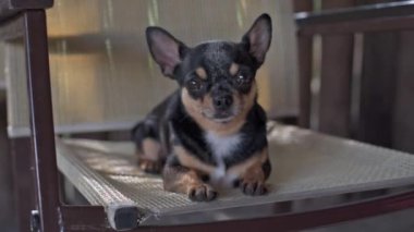 Chihuahua 'da bir kafede Chihuahua köpeği yürüyüşe çıktı. Chihuahua siyah, kahverengi ve beyaz. Yürüyüşe çıkmış şirin bir köpek yavrusu. Bahçedeki ya da parktaki köpek İyi yetiştirilmiş köpek Chihuahua mini pürüzsüz saçlı