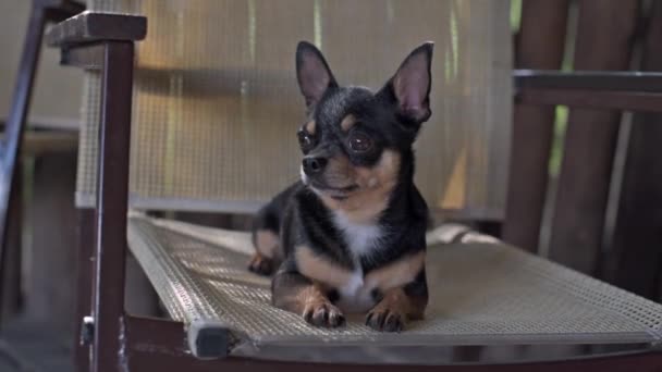 Chihuahua Bir Kafede Chihuahua Köpeği Yürüyüşe Çıktı Chihuahua Siyah Kahverengi — Stok video