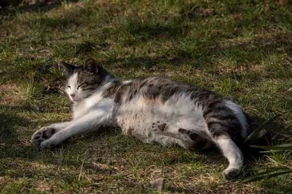 White Spotted Street Cat Sits Fence Cat Walk Street Spring — Stock Photo, Image