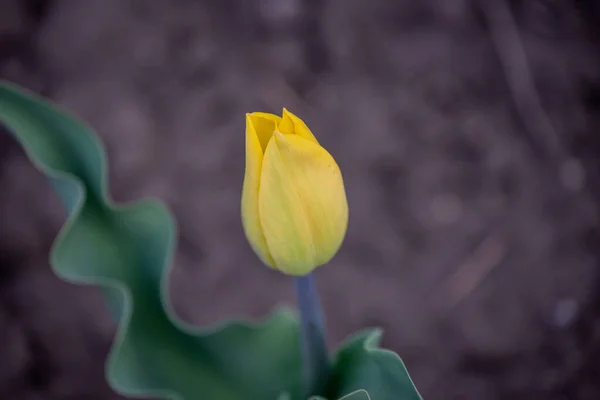 Bright Colorful Tulip Blossoms Spring Yellow Tulips Spring Flowers Yellow — Stock Photo, Image