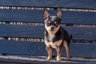 Evcil köpek sokakta yürüyor. Chihuahua köpeği yürüyüşe çıktı. Chihuahua siyah, kahverengi ve beyaz. Yürüyüşe çıkmış şirin bir köpek yavrusu. Bahçedeki ya da parktaki köpek İyi yetiştirilmiş köpek Chihuahua mini pürüzsüz saçlı