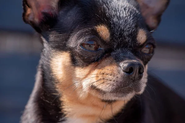 Evcil Köpek Sokakta Yürüyor Chihuahua Köpeği Yürüyüşe Çıktı Chihuahua Siyah — Stok fotoğraf