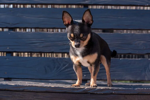 宠物狗在街上散步 奇瓦瓦犬散步 奇瓦瓦黑色 棕色和白色 可爱的小狗在散步 狗在花园里还是在公园里整整齐齐整整整齐齐的狗 — 图库照片