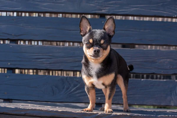 Evcil Köpek Sokakta Yürüyor Chihuahua Köpeği Yürüyüşe Çıktı Chihuahua Siyah — Stok fotoğraf