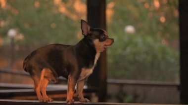 Evcil köpek Chihuahua sokakta yürüyor. Chihuahua köpeği yürüyüşe çıktı. Chihuahua siyah, kahverengi ve beyaz. Yürüyüşe çıkmış şirin bir köpek yavrusu. Mini cins Chihuahua Pürüzsüz Shorthair