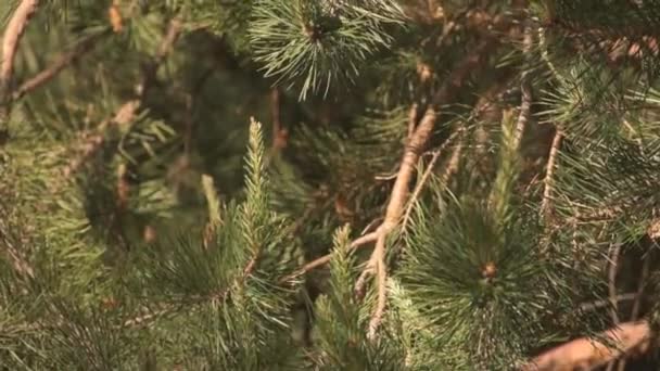 후에는 가지를 바늘잎 소나무의 클로즈업 솔방울 소나무 — 비디오