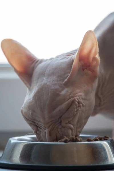 sphynx diet
