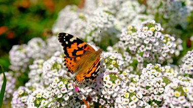 Şehir parkındaki bir çiçekte büyük bir kelebek. Tasarımcı için böcekli çiçek arkaplanı