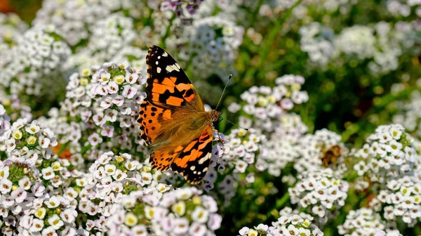 Großer Schmetterling Auf Einer Blume Einem Stadtpark Floraler Hintergrund Mit — Stockfoto