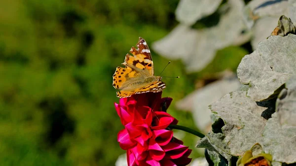 Grande Farfalla Fiore Parco Cittadino Sfondo Floreale Con Insetti Designer — Foto Stock