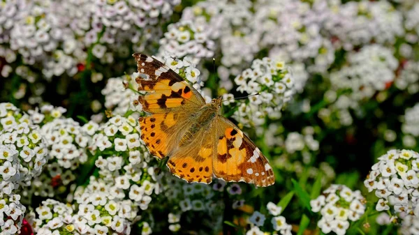 Großer Schmetterling Auf Einer Blume Einem Stadtpark Floraler Hintergrund Mit — Stockfoto
