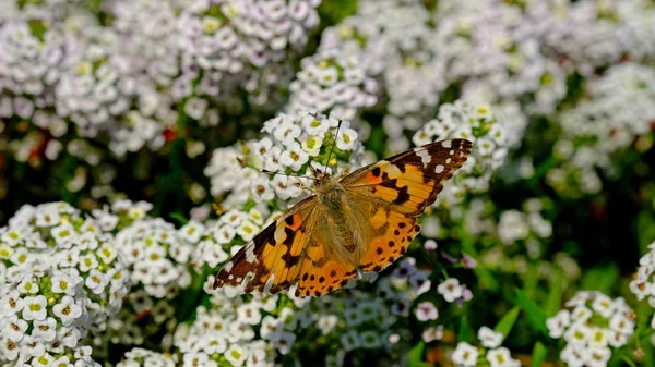 Großer Schmetterling Auf Einer Blume Einem Stadtpark Floraler Hintergrund Mit — Stockfoto