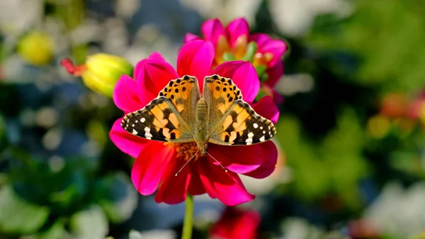 Şehir Parkındaki Bir Çiçekte Büyük Bir Kelebek Tasarımcı Için Böcekli — Stok fotoğraf