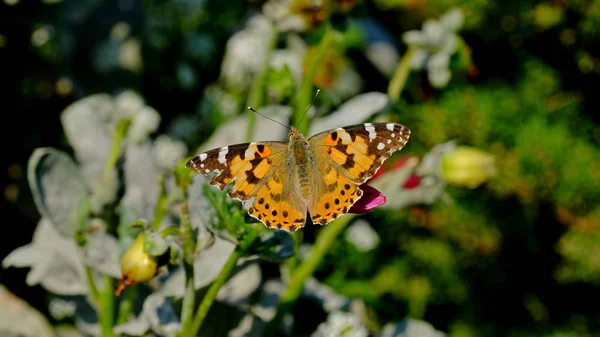 Großer Schmetterling Auf Einer Blume Einem Stadtpark Floraler Hintergrund Mit — Stockfoto