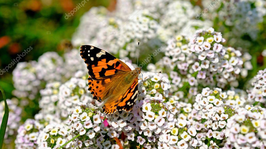 Large butterfly on a flower in a city park. Floral background with insects for the designer