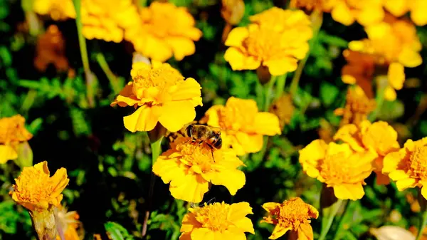 Bijen Een Bloem Een Stadspark Bloemen Achtergrond Met Insecten Voor — Stockfoto