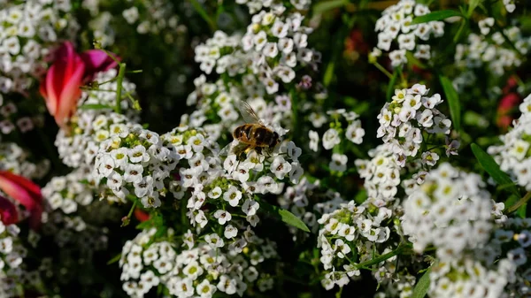 Abeille Sur Une Fleur Dans Parc Municipal Fond Floral Avec — Photo