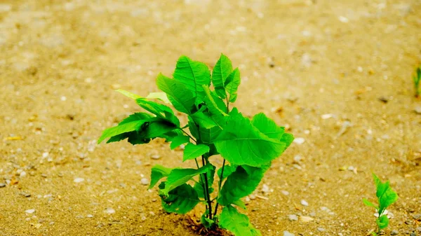 Foglie Verdi Alberi Parco Cittadino Immagine Sfondo Design — Foto Stock