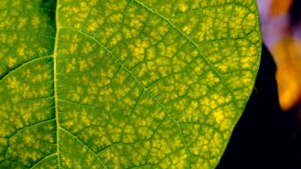 Grüne Blätter Von Bäumen Einem Stadtpark Hintergrundbild Für Design — Stockfoto