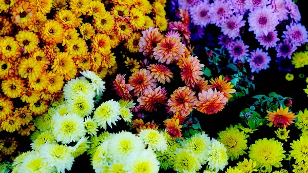 Fleurs Lumineuses Sur Lit Fleurs Dans Parc Ville Fond Floral — Photo