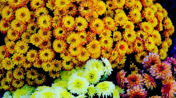 Flores Brilhantes Canteiro Flores Parque Cidade Fundo Floral Para Designer — Fotografia de Stock