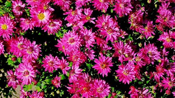 Bright Flowers Flowerbed City Park Floral Background Designer — Stock Photo, Image