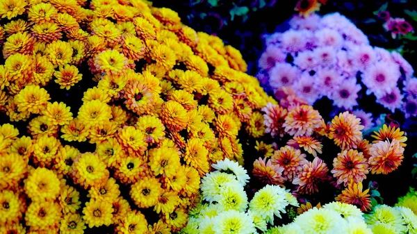 Fleurs Lumineuses Sur Lit Fleurs Dans Parc Ville Fond Floral — Photo