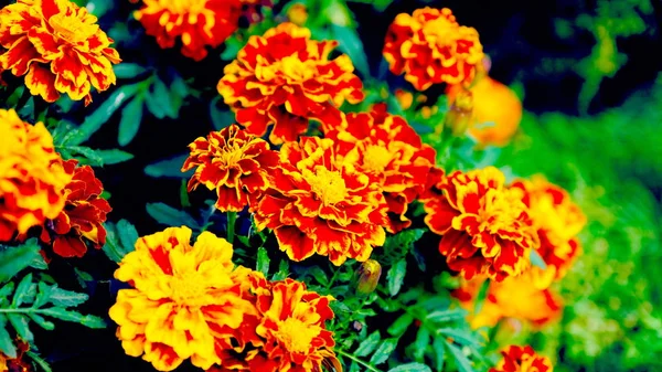 Jasné Květy Květinovém Záhonu Městském Parku Květinové Pozadí Pro Návrháře — Stock fotografie