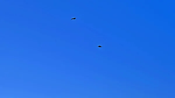 Corvi Guglia Costruzione Cielo Blu — Foto Stock