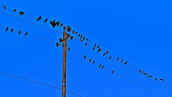 The pillar is electric. Electric wires. Power lines. Crows on wires