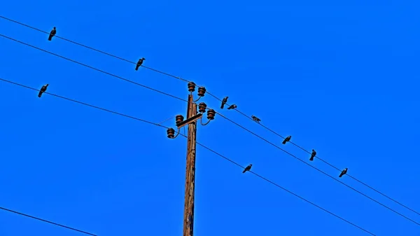 Electric Pole Wires Countryside — Stock Photo, Image