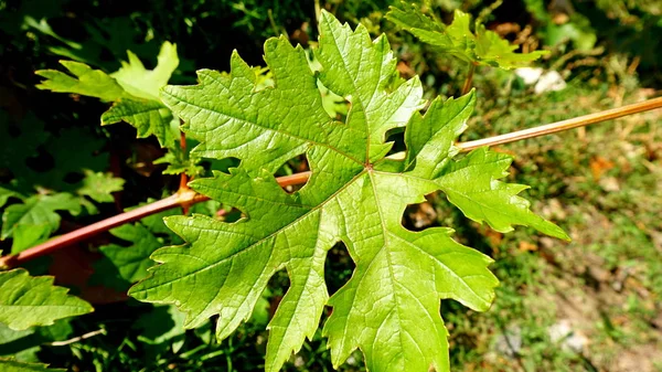 Folhas Arbusto Uvas — Fotografia de Stock