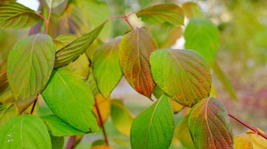 Sonbaharda bitkilerin yaprakları. Tasarım için parlak sayfa arkaplanı.