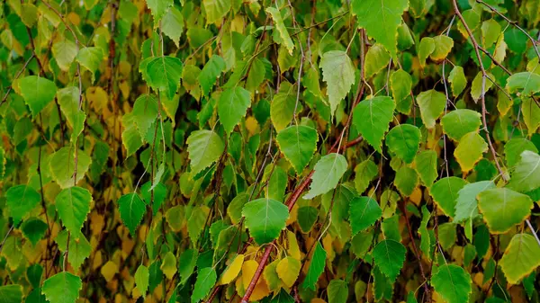 Bladeren Van Planten Herfst Heldere Achtergrond Voor Ontwerp — Stockfoto