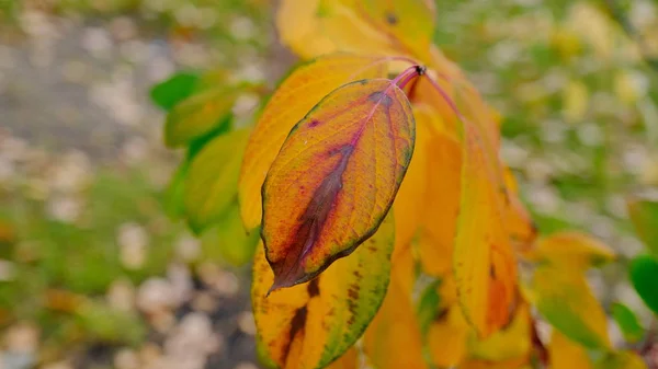 Blätter Von Pflanzen Herbst Helles Blech Hintergrund Für Design — Stockfoto