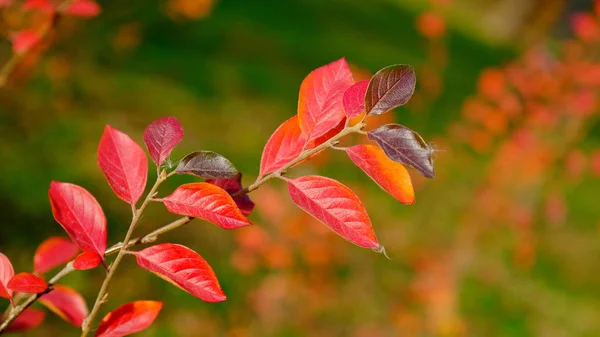 Listy Rostlin Podzim Pozadí Jasného Listu Pro Návrh — Stock fotografie