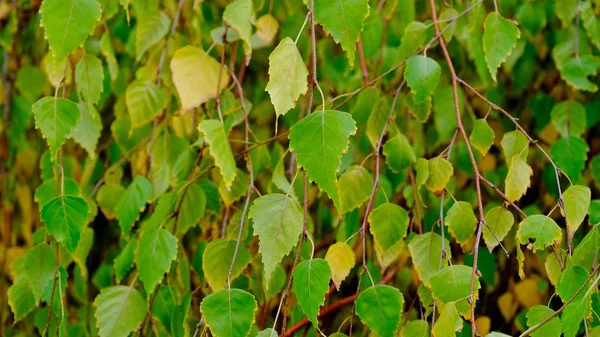 Bladeren Van Planten Herfst Heldere Achtergrond Voor Ontwerp — Stockfoto