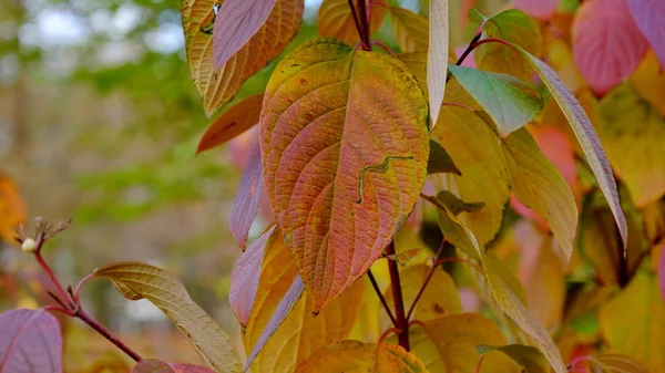 Las Hojas Las Plantas Otoño Fondo Hoja Brillante Para Diseño — Foto de Stock