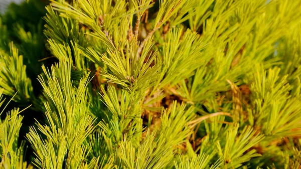 秋天的植物叶子 设计的明亮背景 — 图库照片