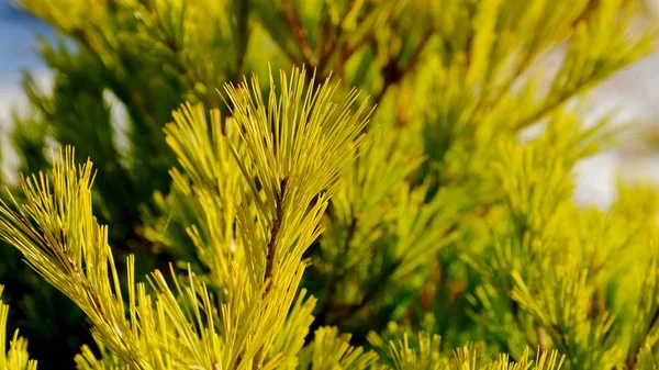 Las Hojas Las Plantas Otoño Fondo Hoja Brillante Para Diseño — Foto de Stock