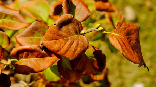 Folhas Plantas Outono Fundo Brilhante Folha Para Projeto — Fotografia de Stock