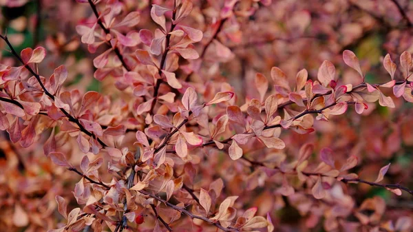 Listy Rostlin Podzim Pozadí Jasného Listu Pro Návrh — Stock fotografie