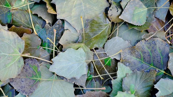 Folhas Plantas Outono Fundo Brilhante Folha Para Projeto — Fotografia de Stock