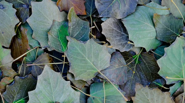 Bladeren Van Planten Herfst Heldere Achtergrond Voor Ontwerp — Stockfoto